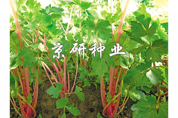 紫桿1號(hào)