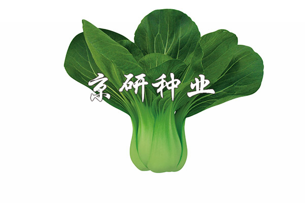 京綠1號