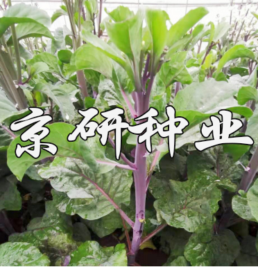 京紫3號