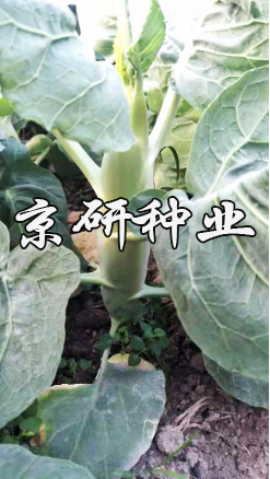 京綠寶6號